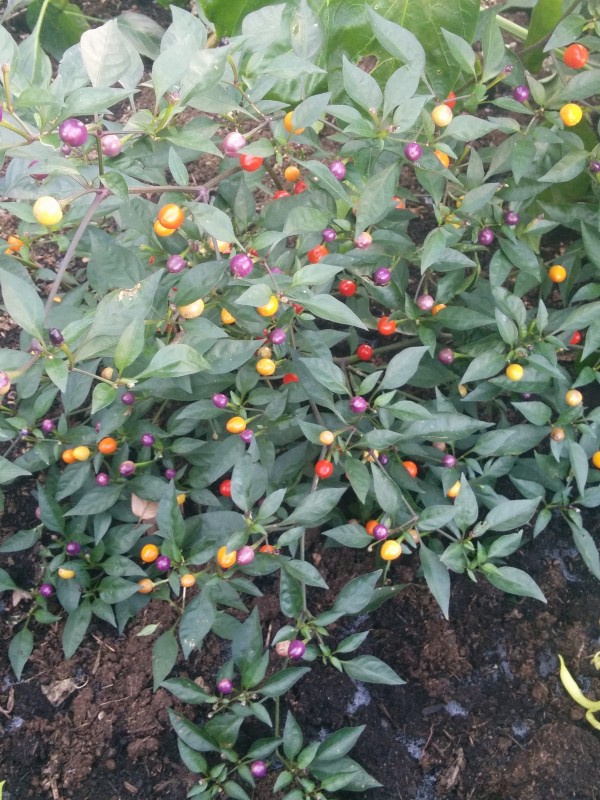 Chilli Bolivian rainbow